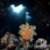 coral_soft_sjc_si_h_0152_egy4643.jpg